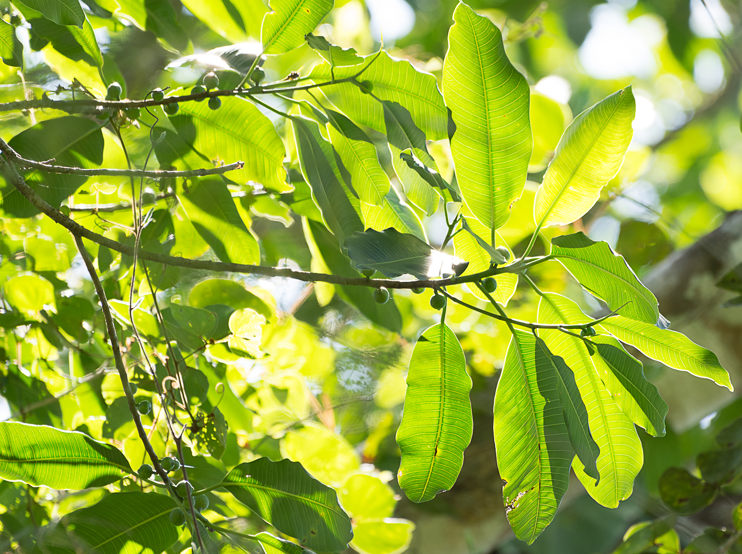 Ficus popenoei