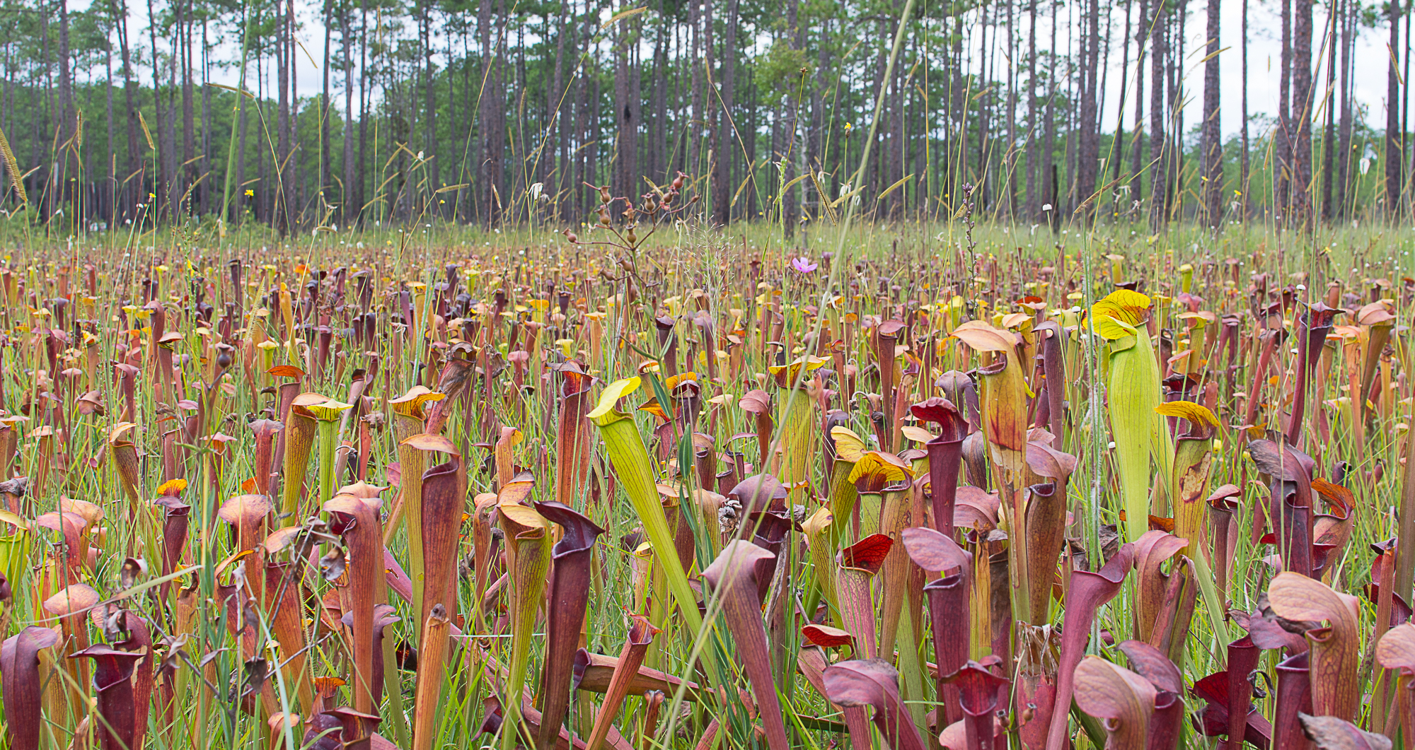 pitcher plants